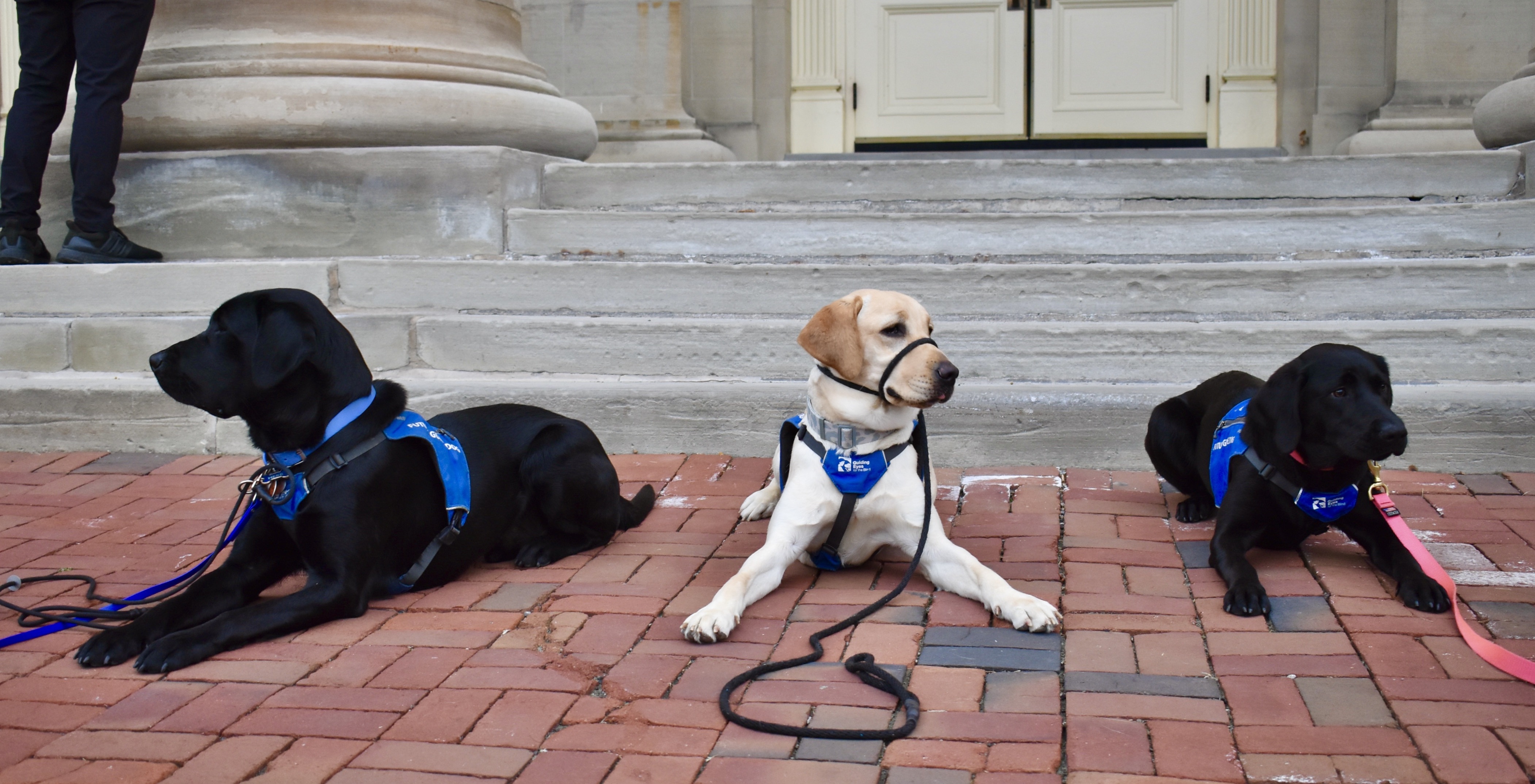 Image of 3 Guide Dogs