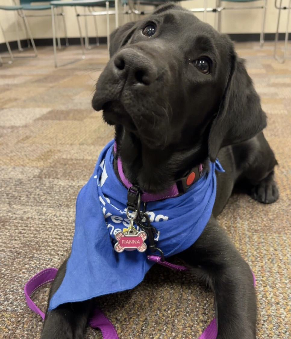 Fianna - on hover, more details can be seen; (SP24 - Present), Raised by: Karlah Culver, Female Black Labrador