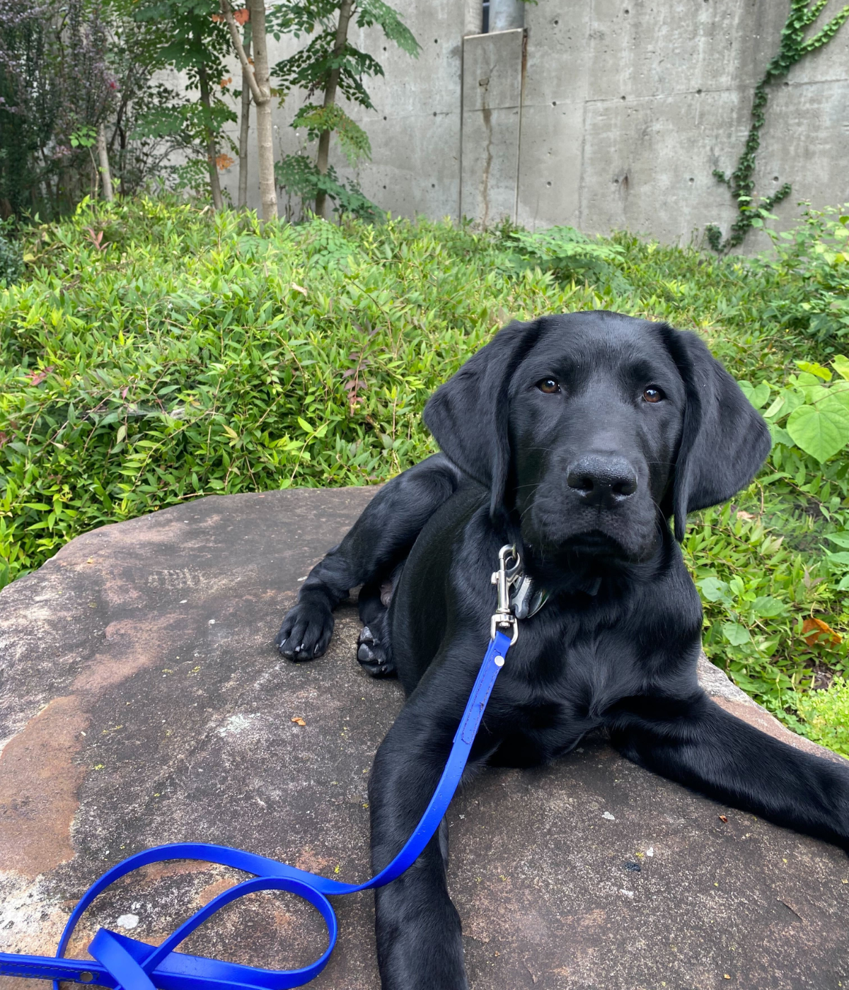 Gino - on hover, more details can be seen; (FA23 - SP24), Raised by: Oscar Minaya, Male Black Labrador