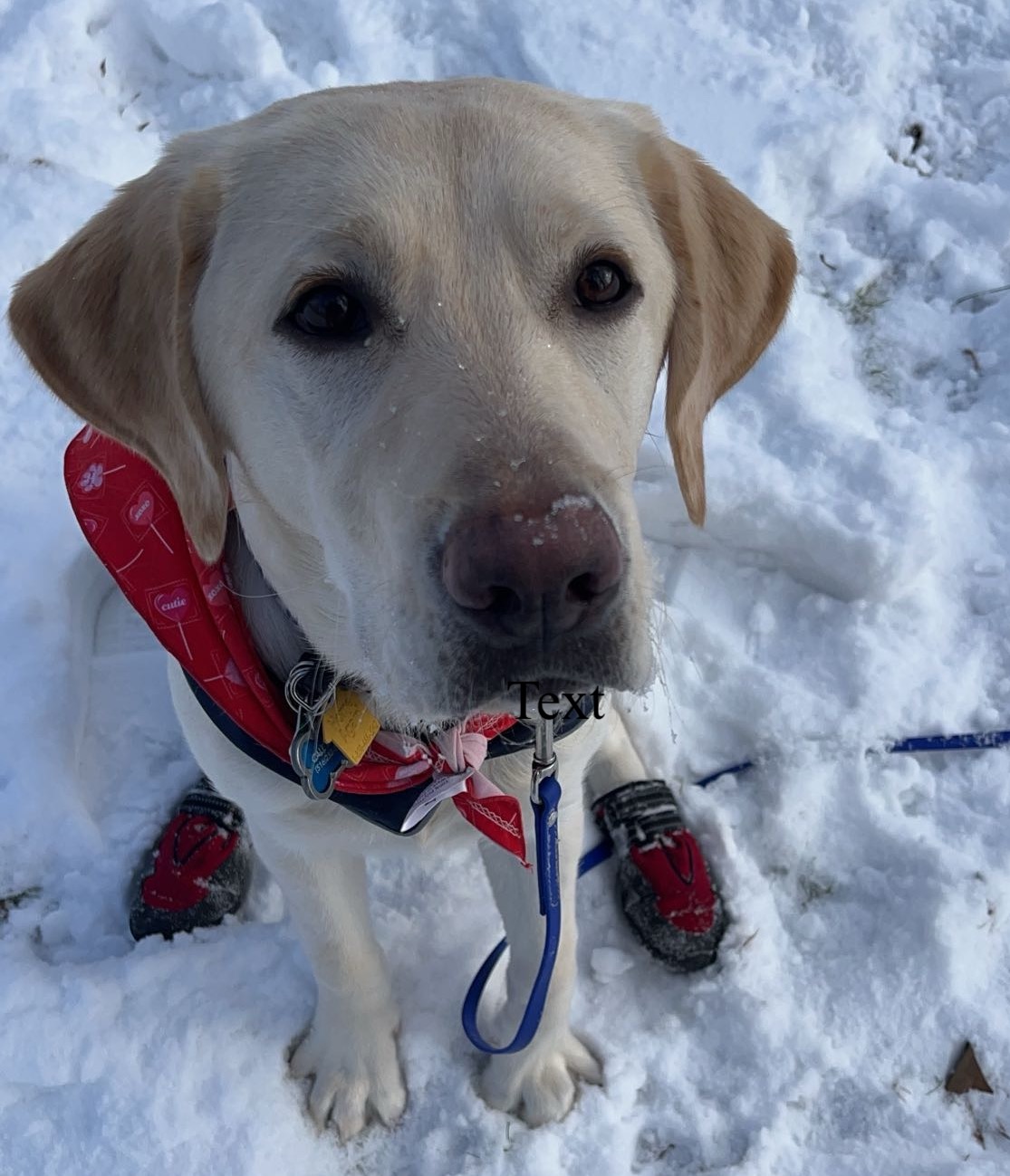 Keeper - on hover, more details can be seen; (SP24 - Present), Co-Raised by: Rosie Hsu and Jillian Conlon (IC), Male Yellow Labrador