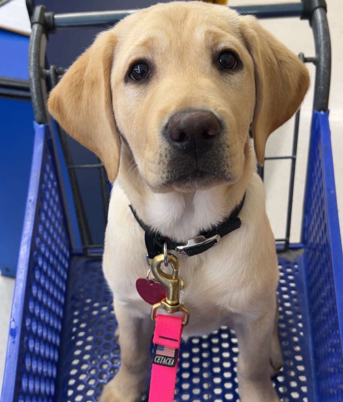 Melon - on hover, more details can be seen; (SP24 - FA24), Raised by: Casey Dies & Emory Walsh, Female Yellow Labrador