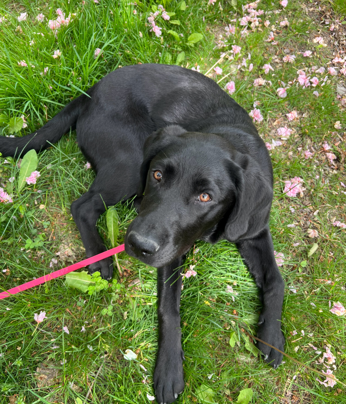 Paisley - on hover, more details can be seen; (SP23 - SP24), Co-raised by: Emory Walsh and Casey Dies, Female Black Labrador