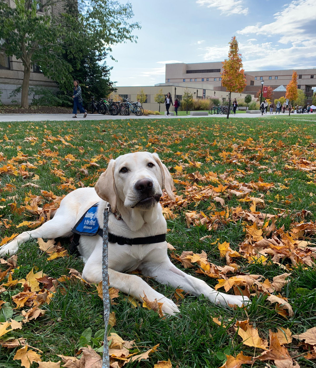 Verdi - on hover, more details can be seen; (FA19 - SP21), Raised by: Michelle Robbins, Working as a guide dog