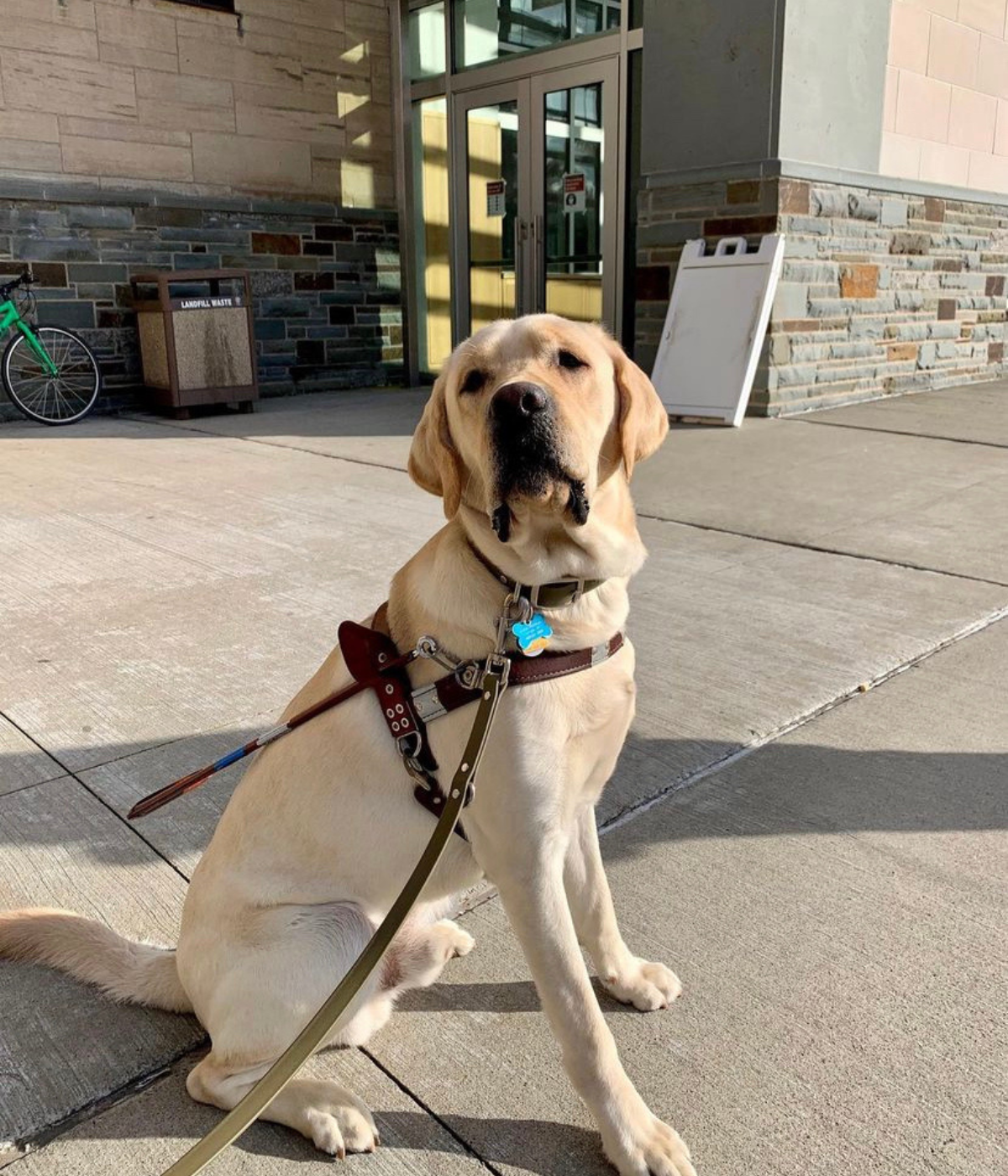 Yacht - on hover, more details can be seen; (FA20 - SP22), Co-raised by: Alyssa Roorda, Working as a guide dog in Louisiana