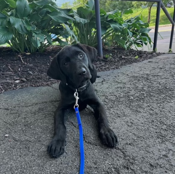 Vic - on hover, more details can be seen; (FA24 - Present), Raised by: Sasha Theder, Male Black Labrador