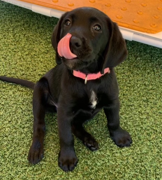 Sadie - on hover, more details can be seen; (FA24 - Present), Co-Raised by: Madison Rosario and the Tamis Family, Female Black Labrador